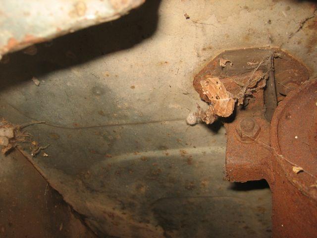 Austin Healey 100/4 BN2 1955